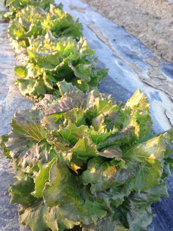 Azienda Agrituristica Il Giuggiolo Principina a Mare Kültér fotó